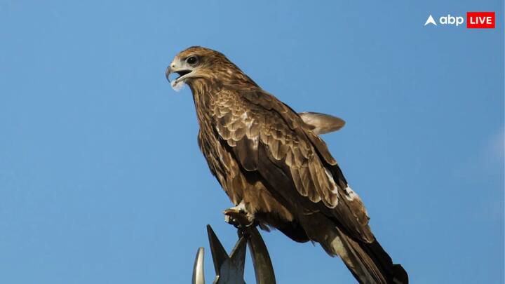 ब्लैक काइट अपने घोंसलों में घुसपैठ करने वाले पक्षियों से लेकर इंसानों तक को पहचान करके उन पर हमला करते हैं. इन पक्षियों एक खासियत ये भी है कि ये नर और मादा एक साथ ही जीवनभर रहते हैं.