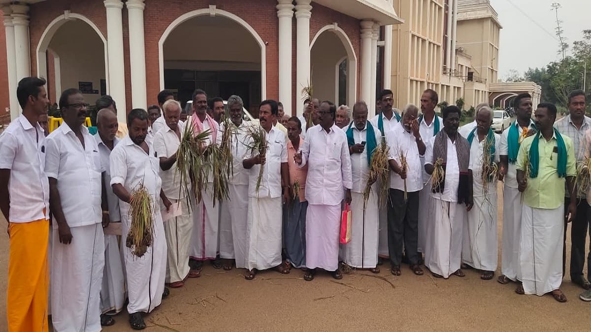 ஈரப்பதத்தை மட்டும் பார்க்காதீங்க... சேதமான பயிர்களையும் பாருங்க: சித்திரக்குடி விவசாயிகள் வலியுறுத்தல்