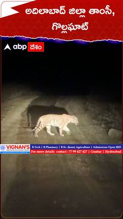 ఆదిలాబాద్ లో రోడ్డుపై తిరుగుతున్న పులి.!