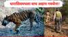 Dharashiv Tiger Rescue : धाराशिवमधला वाघ अद्याप गवसेना! ताडोबातील रॅपिड रेस्क्यू टीम परतली; आता डॉग स्कॉडची मदत