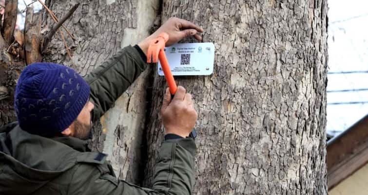 initiative for chinar conservation complete information of tree will be available through QR code ANN चिनार के पेड़ों के संरक्षण के लिए अनूठी पहल, जियो टैग और QR कोड से मिलेगी पूरी जानकारी