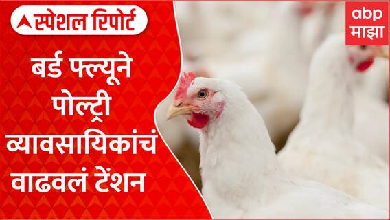 Bird flu Maharashtra | राज्यात बर्ड फ्ल्यूने पोल्ट्री व्यावसायिकांचं वाढवलं टेंशन Special Report
