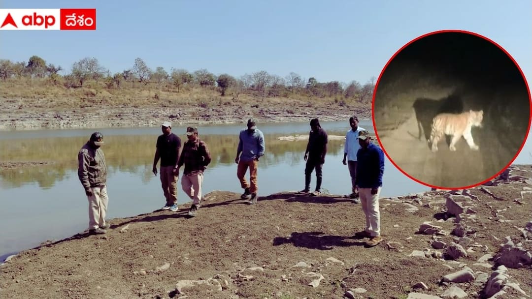 a Tiger has been spotted again in Adilabad district Forest Department suspects it came from Maharashtra Tiger in Adilabad: ఆదిలాబాద్ జిల్లాలో మళ్లీ కనిపించిన పెద్దపులి- మహారాష్ట్ర నుంచి వచ్చినట్లు అటవీశాఖ అనుమానం