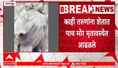 Nagpur : नागपूरच्या खैरी गावातील शेतात एकाच वेळी पाच मोरांचा मृत्यू , प्रशासनाची चिंता वाढली