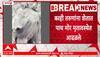Nagpur : नागपूरच्या खैरी गावातील शेतात एकाच वेळी पाच मोरांचा मृत्यू , प्रशासनाची चिंता वाढली