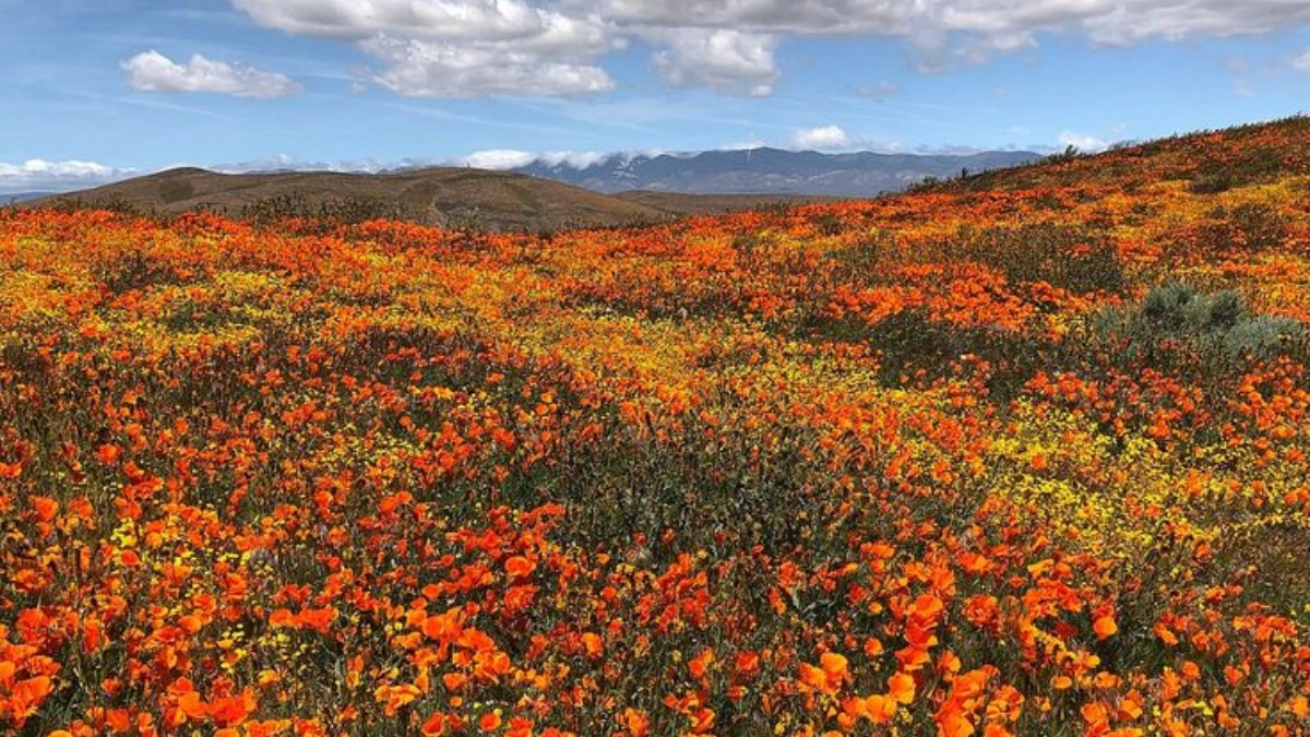 (Image Source: Pinterest/tripadvisor)