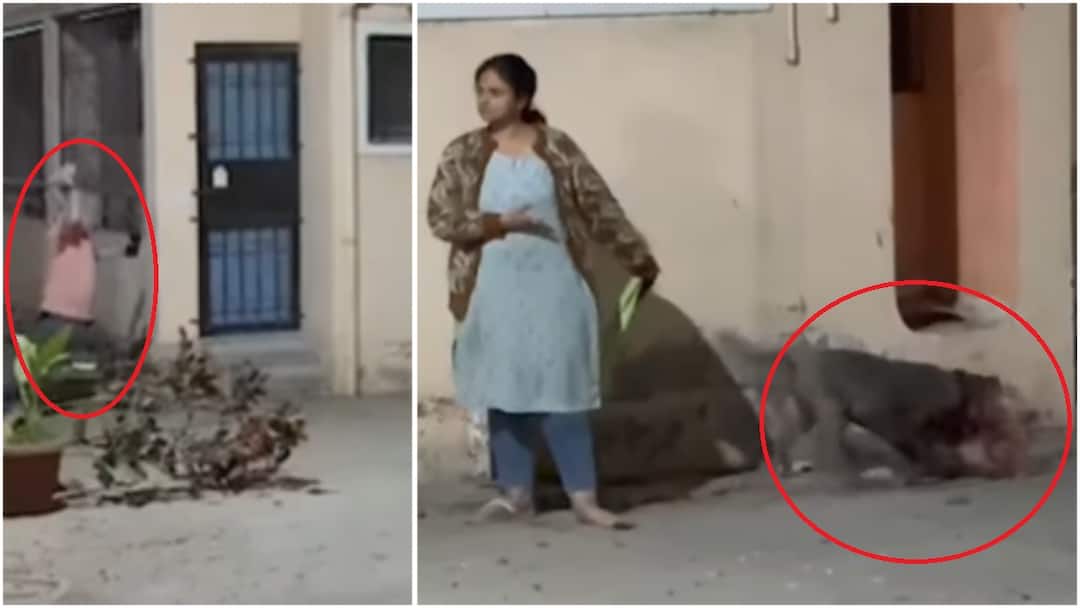 VIDEO: Pitbull Mauls Stray Indie Dog With Pups, Owner Stands And Watches As Locals Object VIDEO Pitbull Mauls Stray Indie Dog With Pups Aurangabad news Owner Makes No Effort To Pull It Back VIDEO: Pitbull Mauls Stray Indie Dog With Pups, Owner Stands And Watches As Locals Object