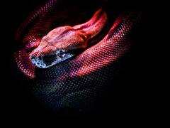 इस जानवर का नहीं होता है कान, फिर भी सुन सकता है आवाज