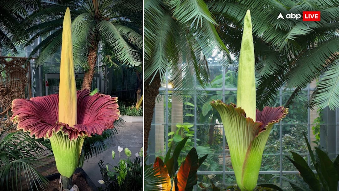 rare Putricia bloom In Sydney Smells Like Rotten Carcass Thousands Queuing Up To smell corpse flower This Rare Flower Smells Like Rotten Carcass, And Thousands In Sydney Are Queuing Up To Sniff It
