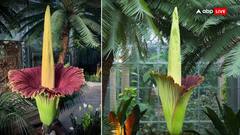 This Rare Flower Smells Like Rotten Carcass, And Thousands Are Queuing Up To Sniff It