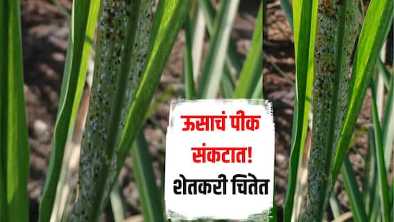 ऊसाचं पीक संकटात! अचानक पांढऱ्या आणि काळ्या माव्याचा मोठा प्रादुर्भाव, शेतकरी चिंतेत