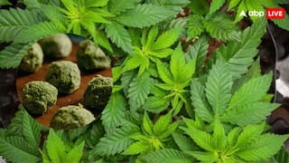 भांग के शौकीनों के लिए जरूरी खबर, जानें इसे खाने के फायदे और नुकसान