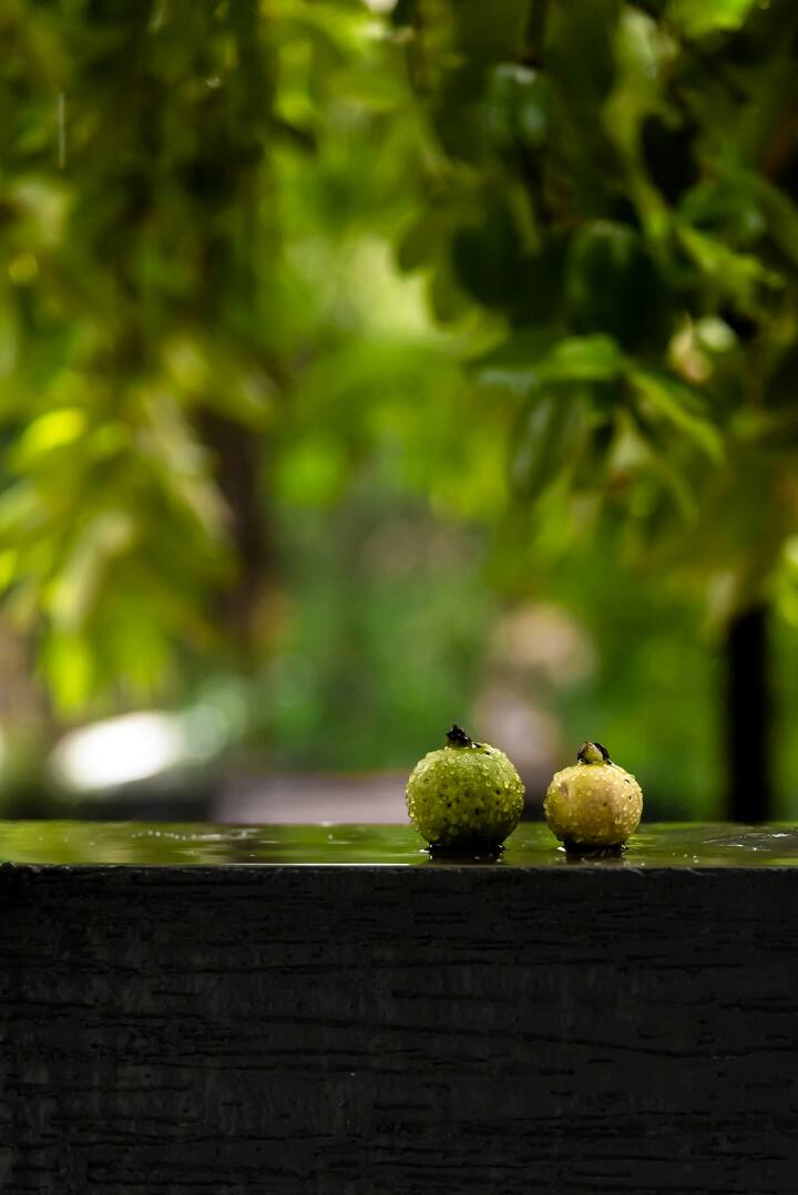 पेरूच्या पानांमध्ये कर्करोगाशी लढणारे घटक असतात, जे ट्यूमर पेशींचा प्रसार रोखू शकतात.
