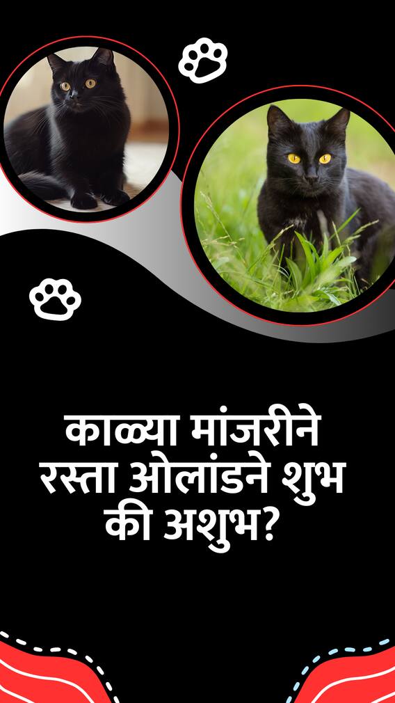 काळ्या मांजरीने रस्ता ओलांडताच आपण का थांबतो?