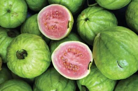 જામફળ પોષક તત્વોની દૃષ્ટિએ સફરજન કરતાં શ્રેષ્ઠ છે. જામફળના ફાયદાઓને કારણે તેને સંસ્કૃતમાં 'અમૃત' પણ કહેવામાં આવે છે. શિયાળો એ તાજા અને મીઠા જામફળની ઋતુ છે. તમારે દરરોજ 1 જામફળ ખાવું જોઈએ. જામફળ ડાયાબિટીસના દર્દીઓ માટે પણ ફાયદાકારક ફળ છે. જામફળ જ નહીં, તેના પાન પણ ડાયાબિટીસમાં ફાયદાકારક છે.