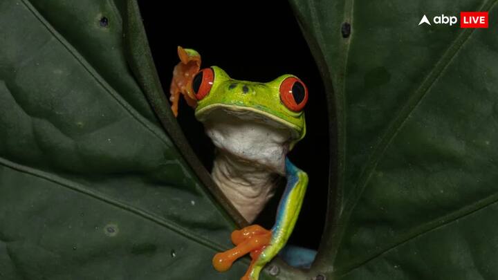 आपने देखा होगा कि अधिकांश जीवों की अपनी एक विशेषता होती है, जिसके कारण उन्हें जाना जाता है. जैसे कुछ जीवों में इंसानों की तरह लक्षण होते हैं. वहीं कुछ जीवों की आवाज अलग होती है.