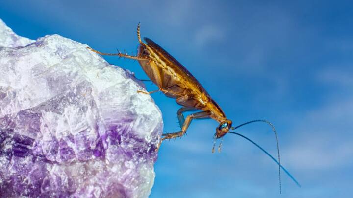 आपने देखा होगा कि कॉकरोच के शरीर में कई पैर होते हैं. जब इनका एक पैर कहीं पर फंसता है, तो यह उस पैर को तुरंत अपने शरीर से अलग कर देते हैं. जिससे ये भाग सकें.