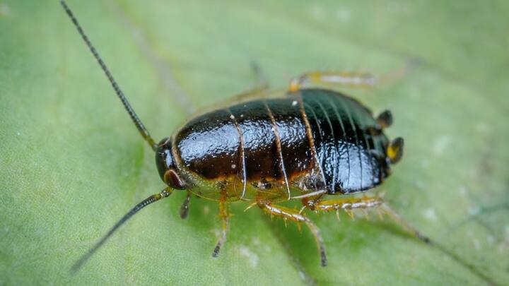 बता दें कि अंटार्कटिका को छोड़कर दुनियाभर में हर जगह कॉकरोच पाए जाते हैं. इन्हें हर जगह पाए जाने का रहस्य यह है कि वे हर चीज को पचा लेने में सक्षम हैं.कॉकरोच को विश्व का सबसे पुराना कीट माना जाता है.