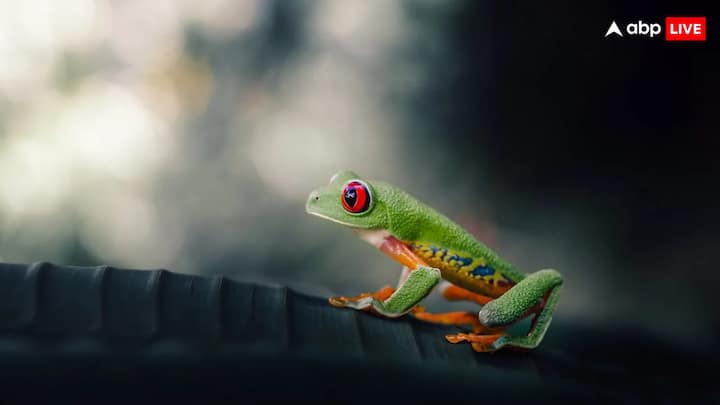 लेकिन आज हम आपको जिस जीव के बारे में बता रहे हैं. इस जीव को खासतौर पर इसके प्रजनन के लिए जाना जाता है. क्योंकि ये मुंह से बच्चे को जन्म देता है.