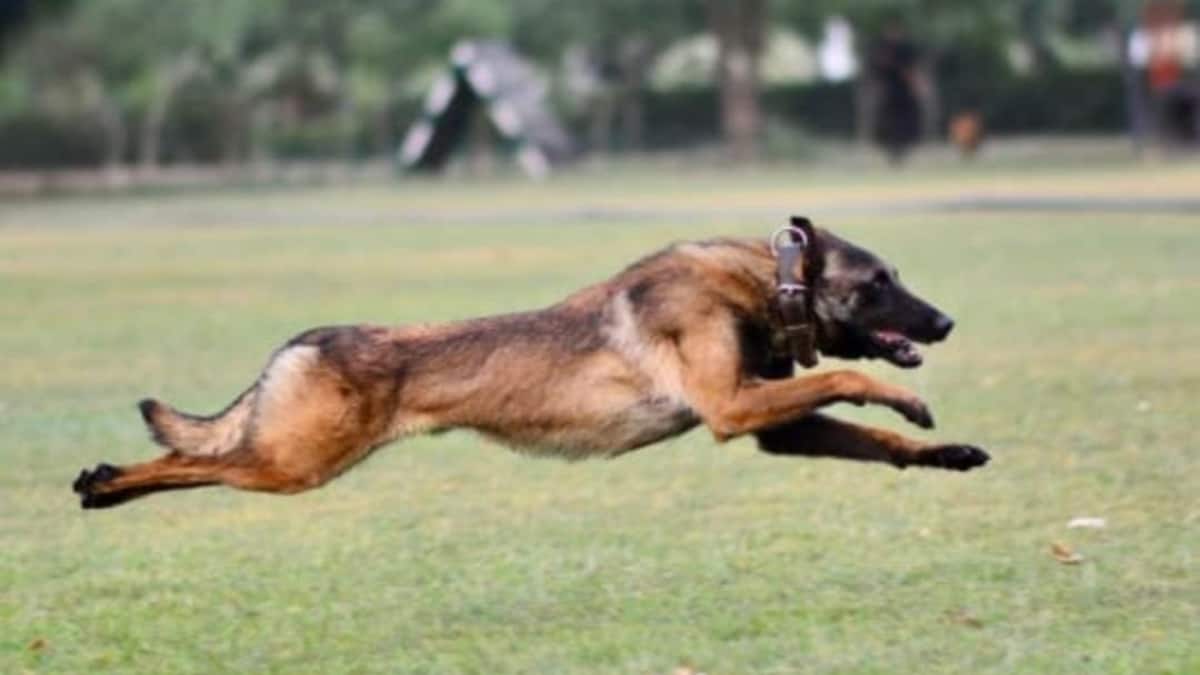 आतंकियों से लोहा लेते हुए शहीद हुआ था भारतीय सेना का 'फैंटम', अब मिलेगा वीरता पुरस्कार