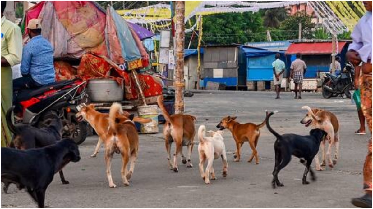 Dog Census: कुत्ते ने बनाया बच्चों को निशाना तो जागा प्रशासन, पंजाब में कराया जाएगा डॉग सेंसस