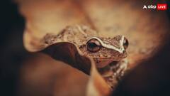 कौन से जानवर मुंह से देते हैं बच्चे को जन्म, जानिए कहां पर पाए जाते हैं ये