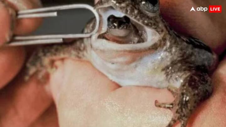 हालांकि 1980 के दशक के मध्य में मेंढकों की ये प्रजाति विलुप्त हो गई. पहले यह ऑस्ट्रेलिया के क्वींसलैंड के एक छोटे से इलाके में पाए जाते थे. गैस्ट्रिक-ब्रूडिंग मेंढक एकमात्र मेंढक है जो मुंह के माध्यम से बच्चे को जन्म देता है.