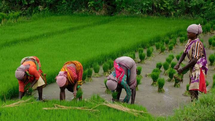 इस योजना के तहत भारत सरकार इन किसानों को हर साल 6000 रुपये देती है. जो कि चार महीनो के अंतराल पर 2000 रुपये की तीन किस्तों में दिए जाते हैं. योजना में अब तक 13 करोड़ से ज्यादा किसानों को लाभ मिल चुका है.