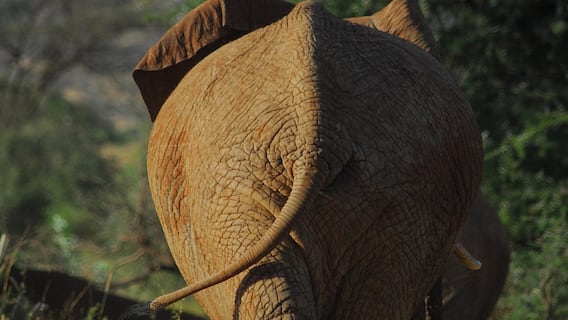 Elephant Attacks In TN, Kerala: Youth Congress Leader Killed, Farmer Injured