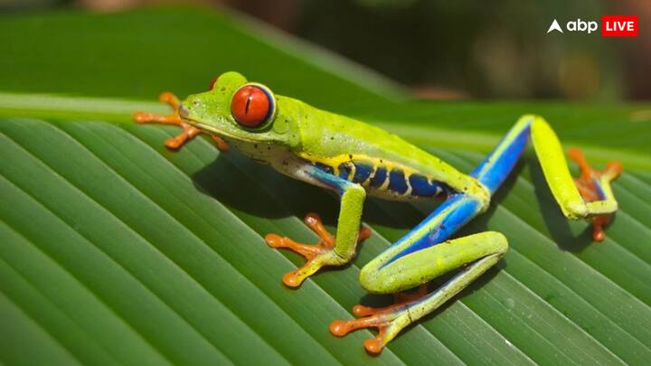 दरअसल अंडे से बच्चे निकलने तक वे पेट में ही रहते हैं. फिर वे बच्चे मेंढक के मुंह के रास्ते बाहर आ जाते हैं. ये मेंढक एक बार में 25 बच्चों को जन्म दे सकते हैं.