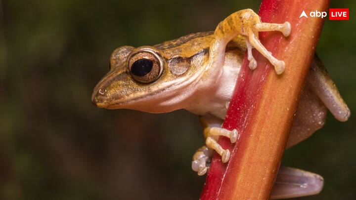 बरसात के वक्त मेंढ़क का दिखना आम बात होता है. क्या आप जानते हैं कि मेंढ़क की भी सैड़कों प्रजातियां धरती पर मौजूद हैं. लेकिन एक खास किस्म का मेढक भी है, जो अंडो को हैचिंग या सेने के लिए अपने मुंह का इस्तेमाल करते हैं.