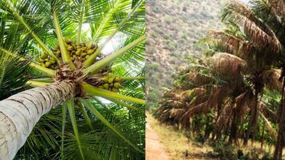 How to prevent cutworm attack in coconut tnn தென்னையில் கருந்தலை புழு தாக்குதலை தடுப்பது எப்படி?