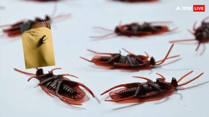 धरती पर असंख्य जीव-जंतु पाए जाते हैं. सभी जानवरों की संरचना अलग-अलग होती है और कुछ विशेषताएं होती हैं. जिसके कारण उन्हें जाना जाता है.  लेकिन क्या आप कॉकरोच की विशेषता जानते हैं.