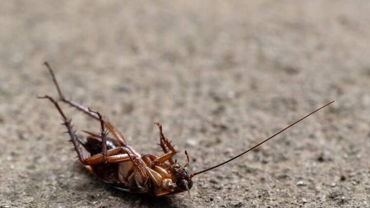 सबसे खास बात ये होती है कि कॉकरोच को अपने जूतों से भी रौंद देंगे, तो भी वो जीवित रहते हैं. उन्हें जैसे ही खतरे का अहसास होता है, वे सिकुड़कर गोलाकार हो जाते हैं.