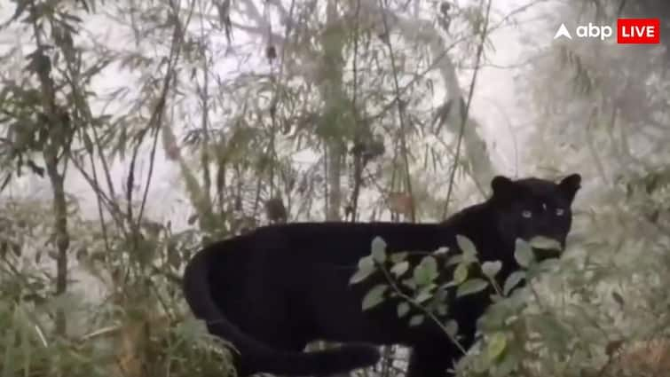 'Bagheera' Spotted In Bengal: Check Out Viral Video Of Rare Black Panther