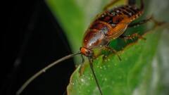 इस जीव के शरीर के ऊपर होता है कवच, इसीलिए जल्दी नहीं होती मौत