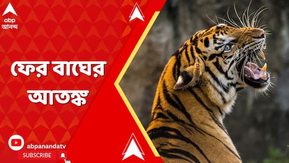 Bankura News:ফের বাঘের আতঙ্ক, বারো মাইল জঙ্গলের ভিতর সুতানের রাস্তায় স্থানীয় বাসিন্দাকে আক্রমণ বাঘের