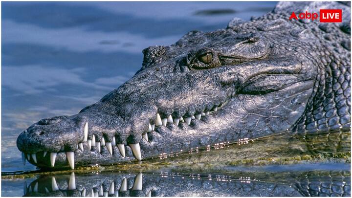 जानवर हम इंसानों की तरह मीठा या प्रोसेस्ट फूड नहीं खाते. उनका खाना बहुत ही प्राकृतिक होता है, जिससे उनके दांत कमजोर नहीं होते.