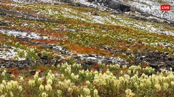 बह्मकमल फूल उत्तराखंड का राजकीय फूल होने के साथ ही सबसे पवित्र फूलों में एक है. इस फूल को पाने या देखने के लिए हाई एल्टीट्यूड में जाना पड़ता है. उत्तराखंड कम ऊंचाई वाले स्थानों पर ये नहीं दिखता है.