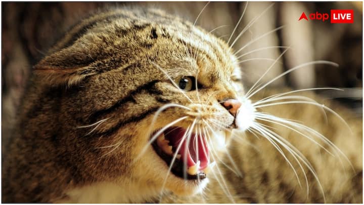 वहीं कई जंगली जानवर जो मांस खाते हैं, उनके भी दांव हमेशा साफ रहते हैं. चलिए इसका कारण जान लेते हैं.