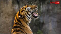 बिना ब्रश किए कैसे चमकते रहते हैं जानवरों के दांत, आखिर इन्हें कैविटी क्यों नहीं होती?