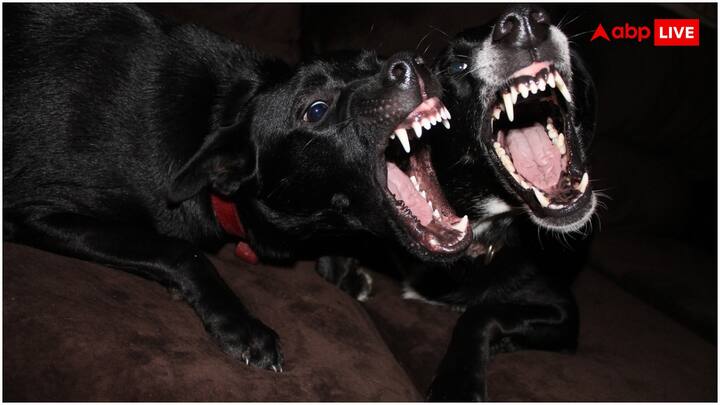 यह सवाल उठता है कि जानवर जब कभी ब्रश या टूथपेस्ट नहीं करते, तब भी उनके दांत इतने मजबूत कैसे रहते हैं? जबकि हम इंसानों को कई तरह की प्रॉब्लम्स होने लगती हैं.