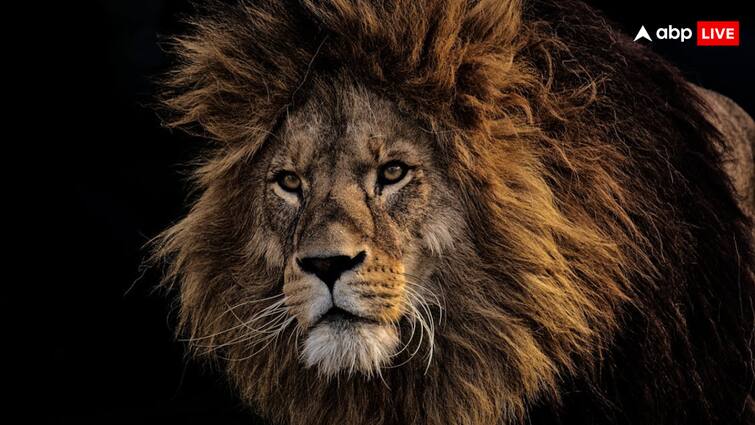 Which animal meat do lions not eat How much do they need to eat in a day किस जानवर का मांस नहीं खाते शेर, इन्हें एक दिन में कितना चाहिए होता है खाना?