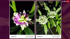 OnePlus 13 Camera Samples: कैसा है वनप्लस 13 का कैमरा, क्या हो सकता था बेहतर? तस्वीरों के जरिए जानिए हर डिटेल