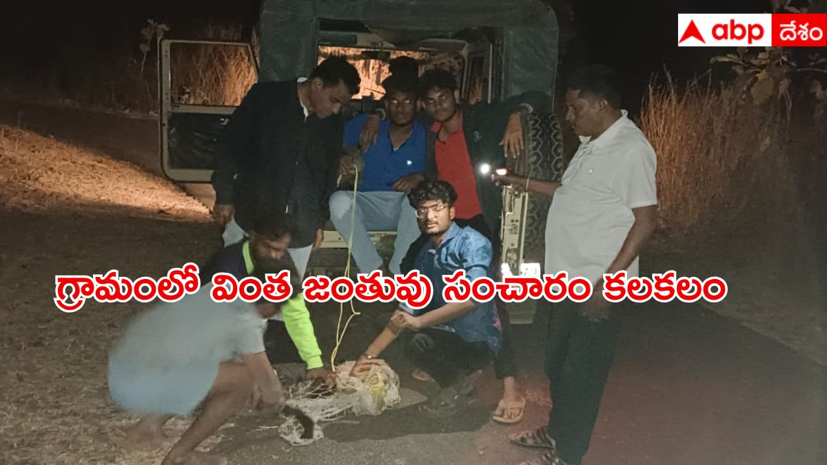 Viral News: ఇంద్రవెల్లిలో తిరుగుతున్న వింత జంతువును పట్టుకున్న స్థానికులు, వీడిన సస్పెన్స్