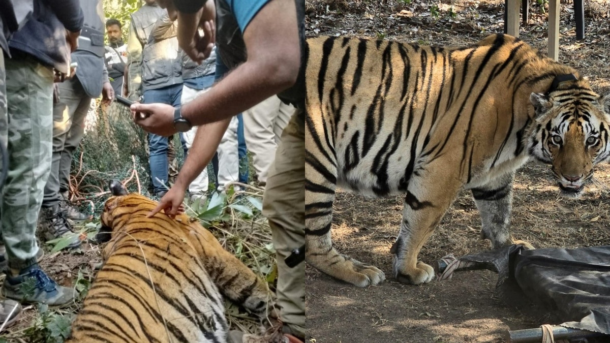 Man Eater: ఆ పులి కడుపులో మహిళ వెంట్రుకలు, చెవి రింగులు - మరో క్రూర మృగం దాడిలోనే మ్యాన్ ఈటర్ మృతి?