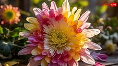 इस फूल की खेती कराएगी तगड़ी कमाई, जानिए उन्नत किस्में और खेती का तरीका