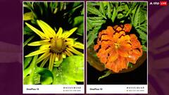 OnePlus 13 Camera Samples: कैसा है वनप्लस 13 का कैमरा, क्या हो सकता था बेहतर? तस्वीरों के जरिए जानिए हर डिटेल