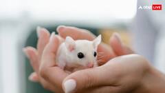 वैज्ञानिक इस जानवर पर सबसे ज्यादा करते हैं रिसर्च, वजह जानकर होंगे हैरान