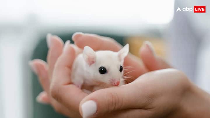 वैज्ञानिक अपनी रिसर्च के लिए अक्सर चूहे, चूहिया, खरगोश, गिनी पिग्स, सुअर, भेड़, कुत्ते, बंदर, चिंपान्जी, बिल्ली का प्रयोग करते हैं.